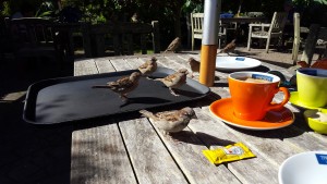Sparrows looking for crumbs in Abbey gargens cafe